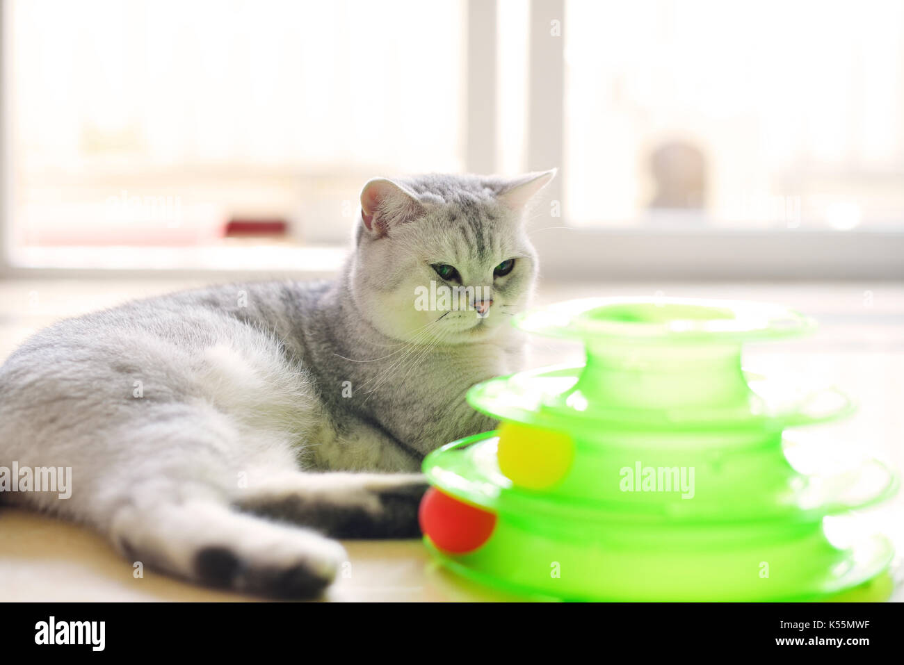 Bel gatto con il grigio-capelli bianchi giocare toy Foto Stock