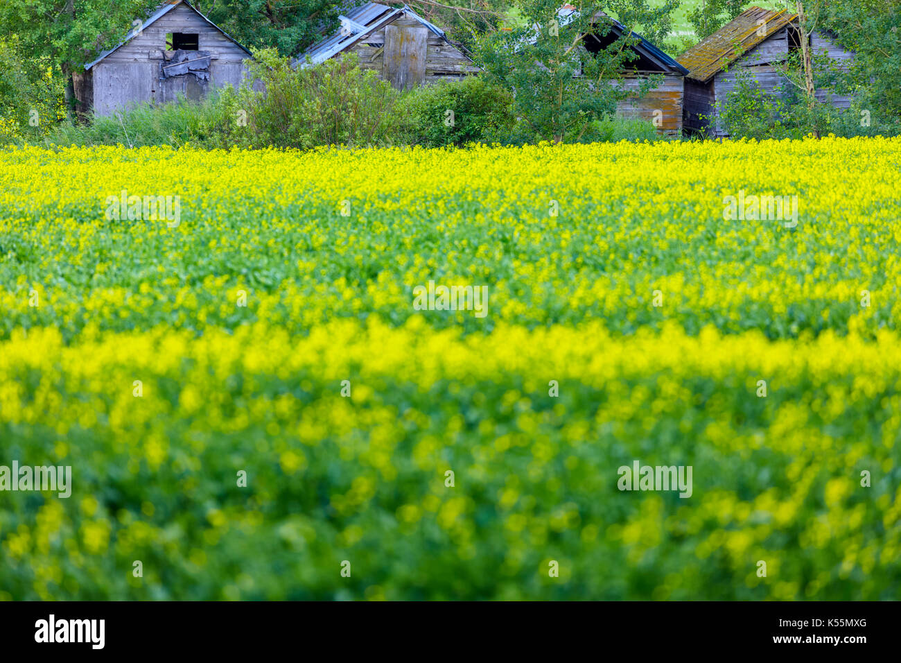 Agricoltura in Alberta, Canada Foto Stock