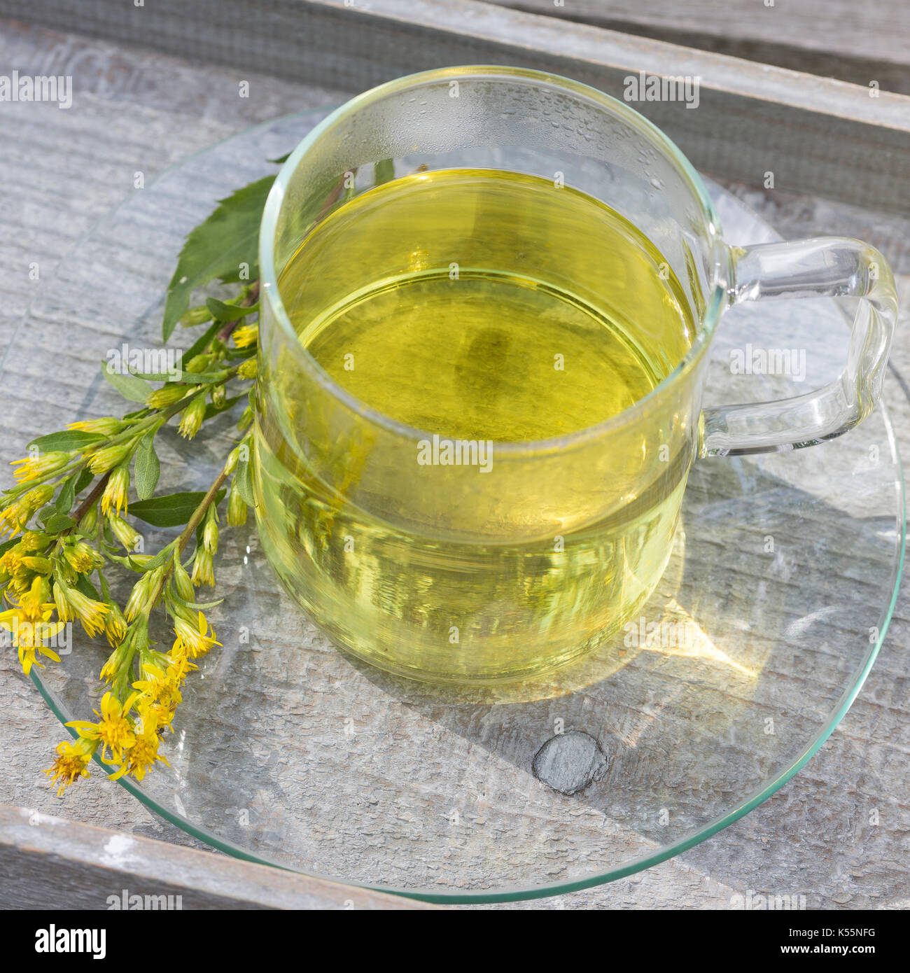 Goldrute-Tee, Goldruten-Tee, Tee, Kräutertee, Heiltee aus Goldruten-Blüten, Blütentee, Gewöhnliche Goldrute, Echte Goldrute, Gemeine Goldrute, Solidag Foto Stock