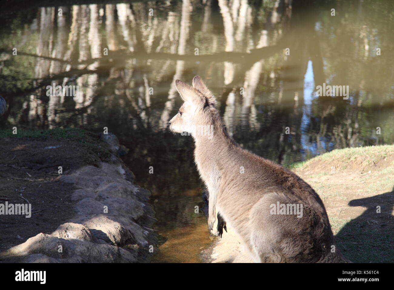 Grigio orientale Kangaroo Joey lungo creekbed (Macropus giganteus) Foto Stock