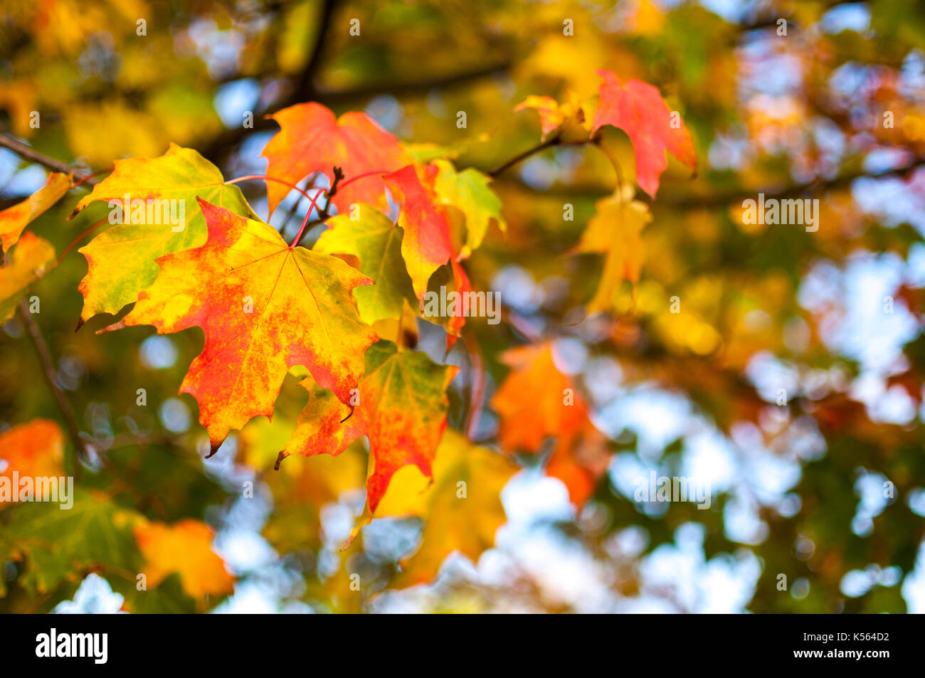 Le foglie in autunno colori, Regno Unito Foto Stock