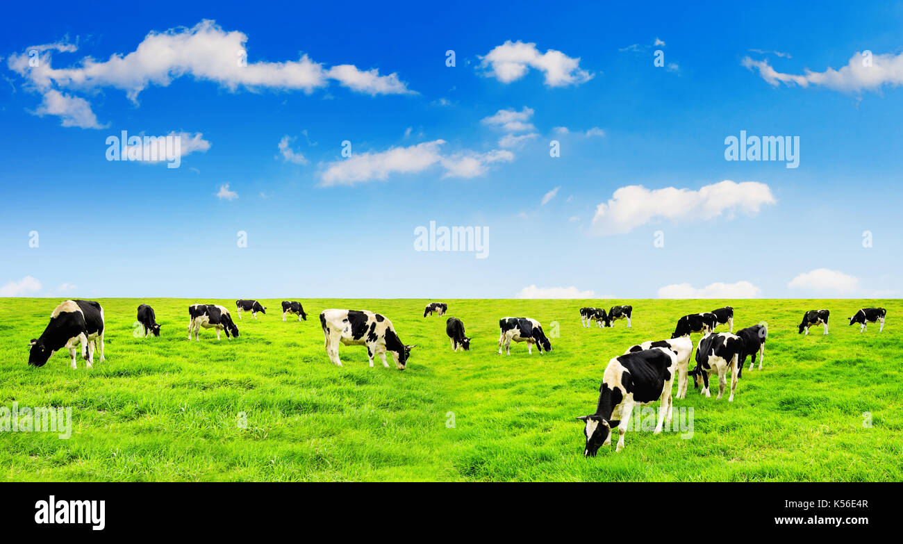 Vacche su un campo verde e azzurro del cielo. Foto Stock
