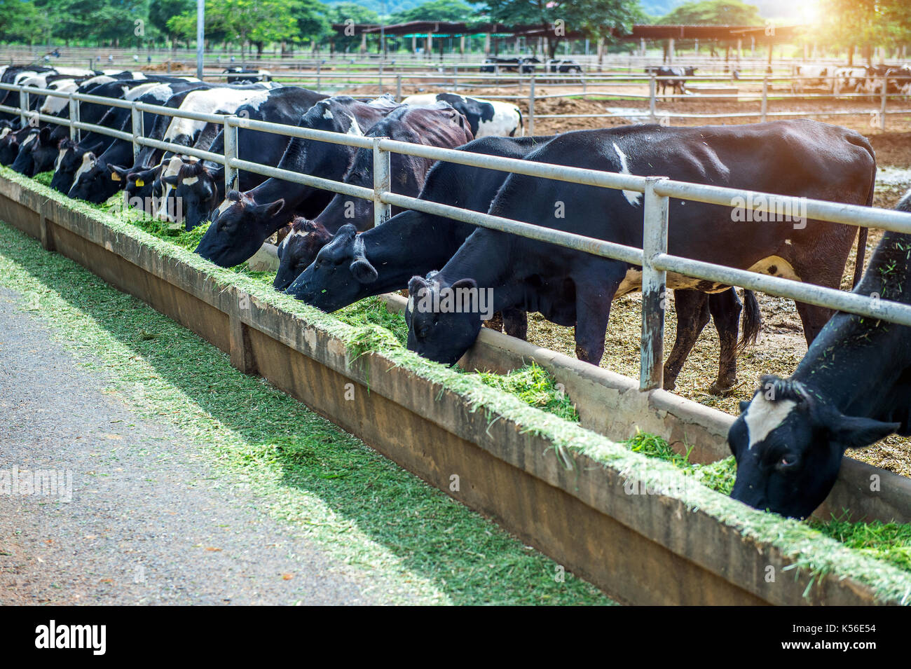 Le mucche in una fattoria. vacche da latte in una fattoria. Foto Stock