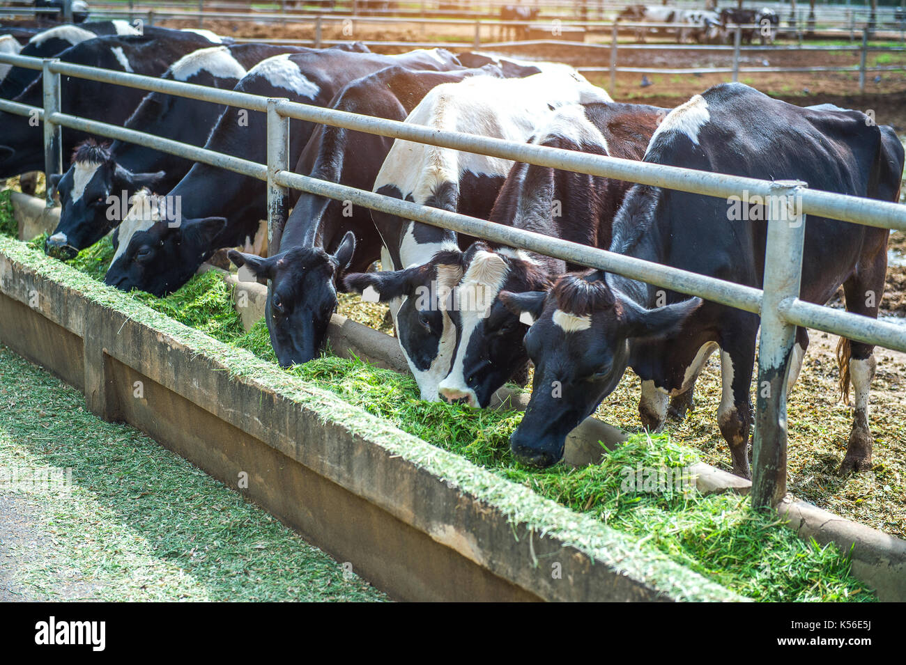 Le mucche in una fattoria. vacche da latte in una fattoria. Foto Stock