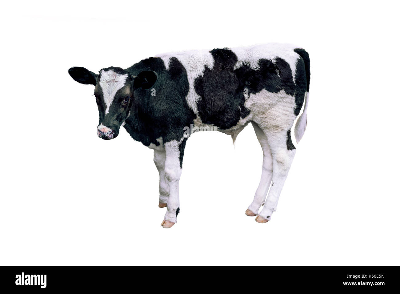 Mucca e vitello su sfondo bianco. Foto Stock