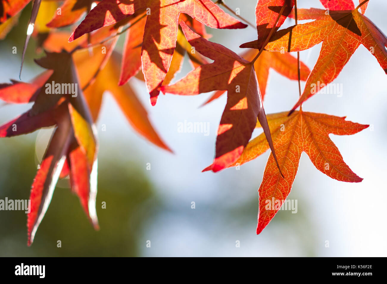 Acero giapponese (Acer palmatum) le foglie in autunno colori, Regno Unito Foto Stock