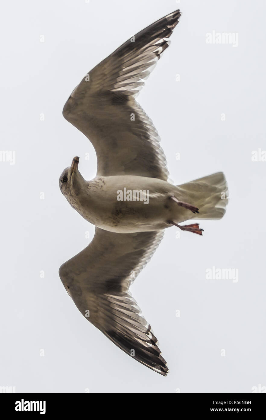 Seagull in volo - intaglio con maschera di livello file tiff su richiesta. Foto Stock