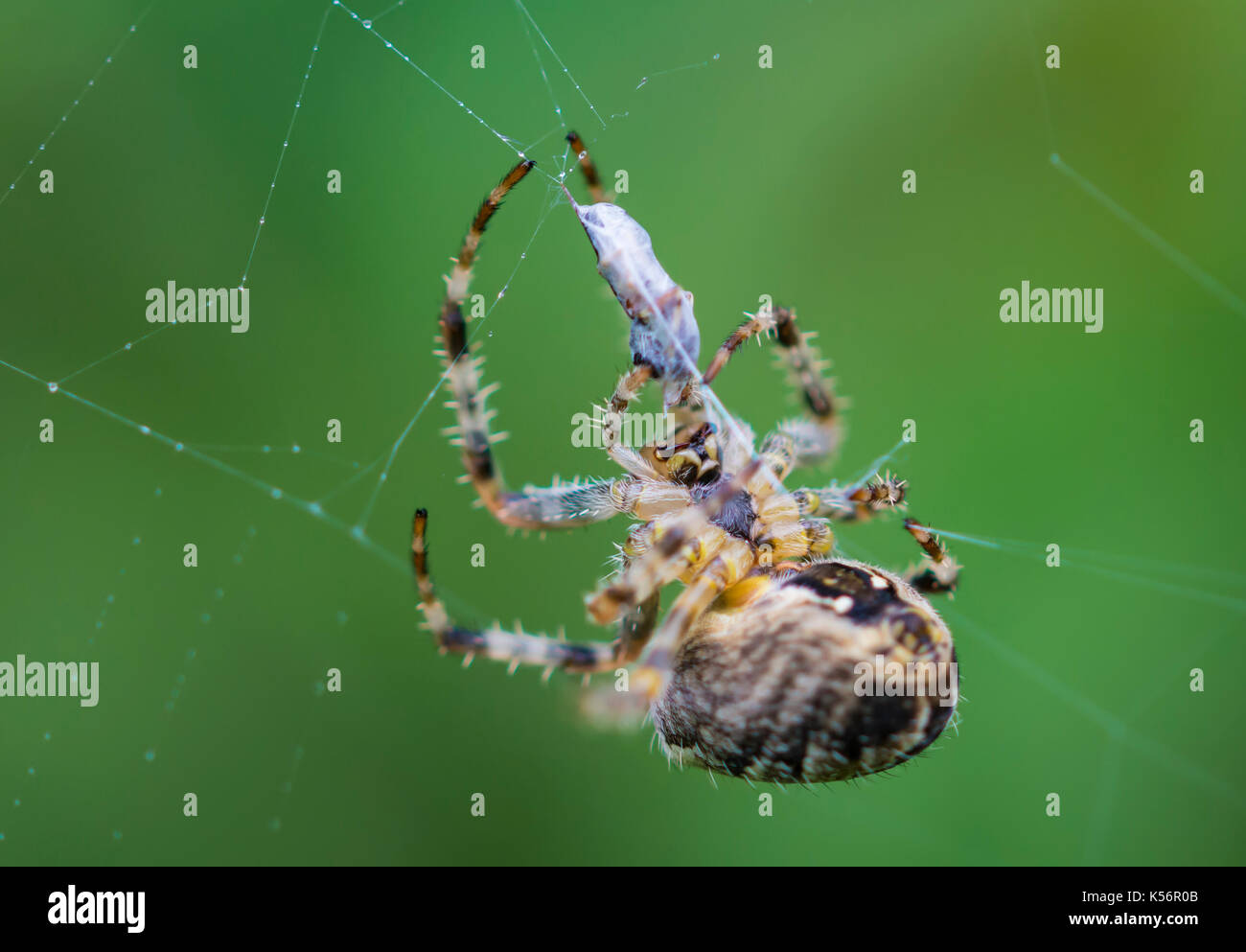 Araneus Diadematus (Giardino europeo Spider, diadema Spider, Cross Spider), un Orb Weaver spider preda di mangiare in un bozzolo su una spider web nel Regno Unito. Foto Stock