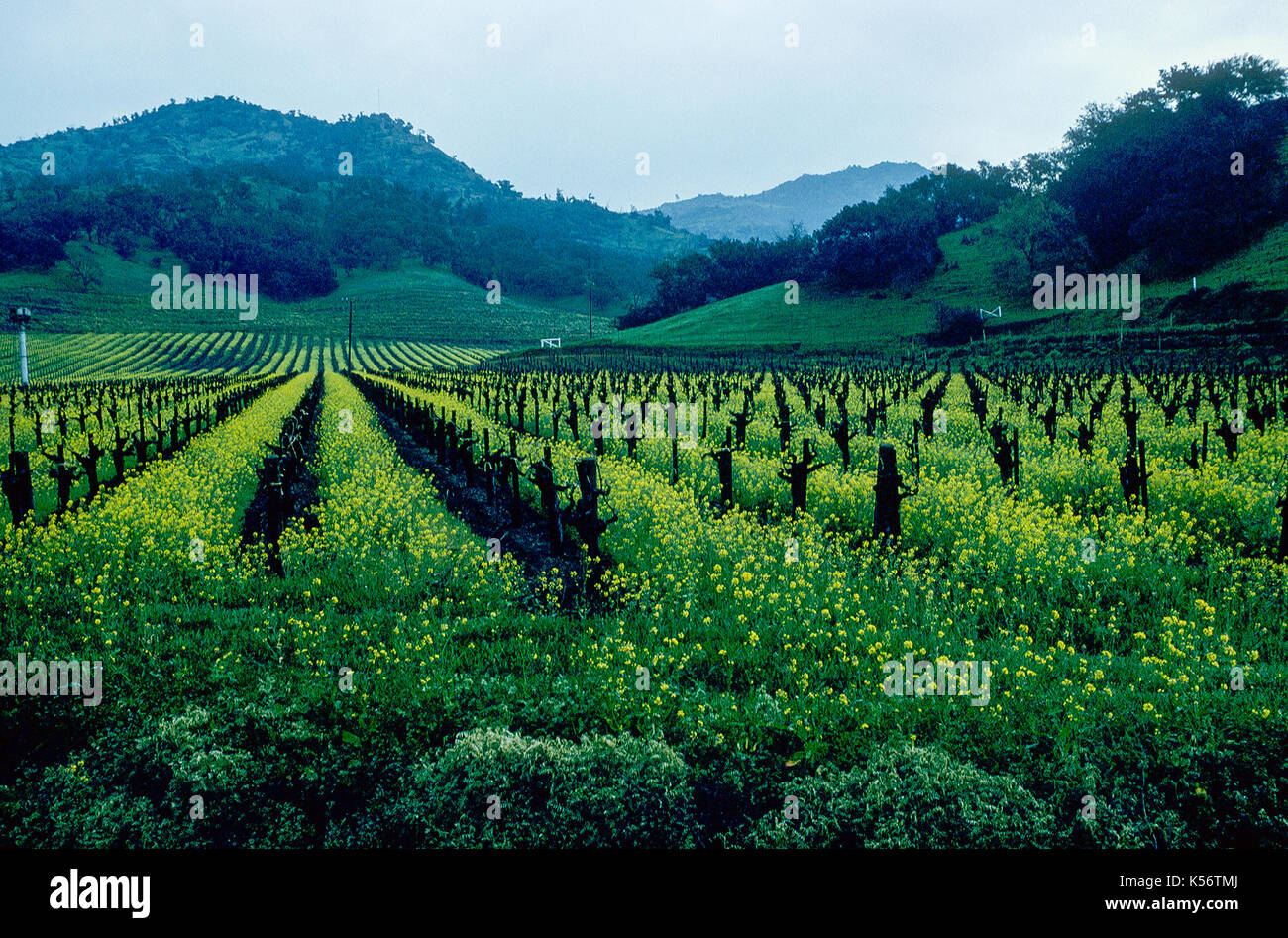 Vigneti con senape nel tardo inverno, Napa Valley, CA Foto Stock