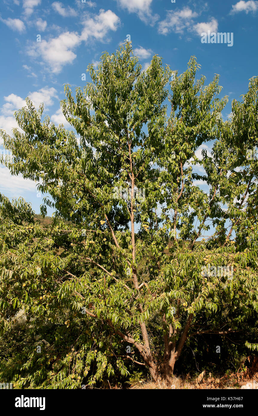 Pesco, bande, provincia di Orense, regione della Galizia, Spagna, Europa Foto Stock