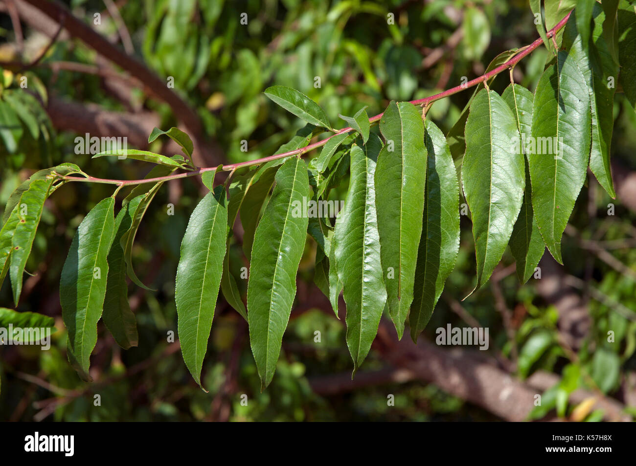 Peach Tree-foglie, bande, provincia di Orense, regione della Galizia, Spagna, Europa Foto Stock
