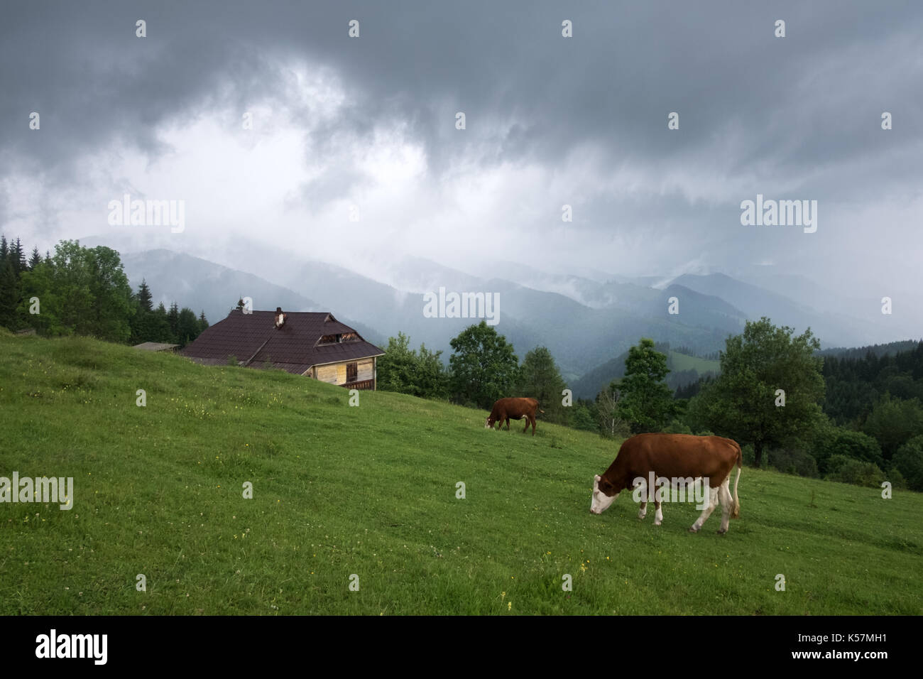 Vacche su verdi pascoli in montagna. bellezza vista sulla foresta verde e blue hills Foto Stock