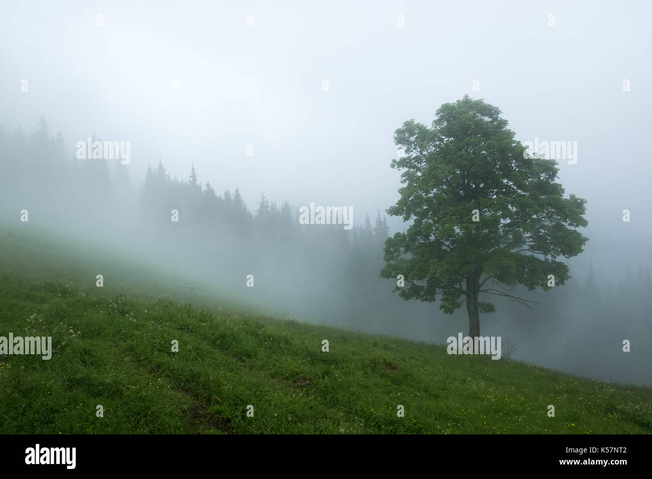 Da solo albero nella nebbia. belle montagne dei Carpazi in estate, Ucraina, l'Europa. Foto Stock