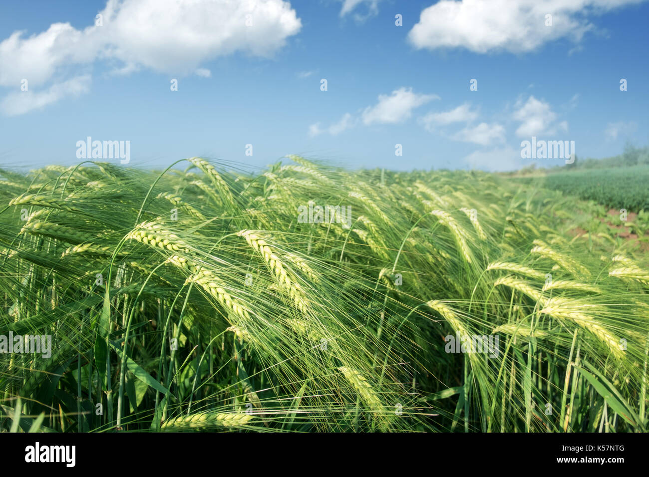 Mature campo di grano contro il cielo blu sullo sfondo Foto Stock