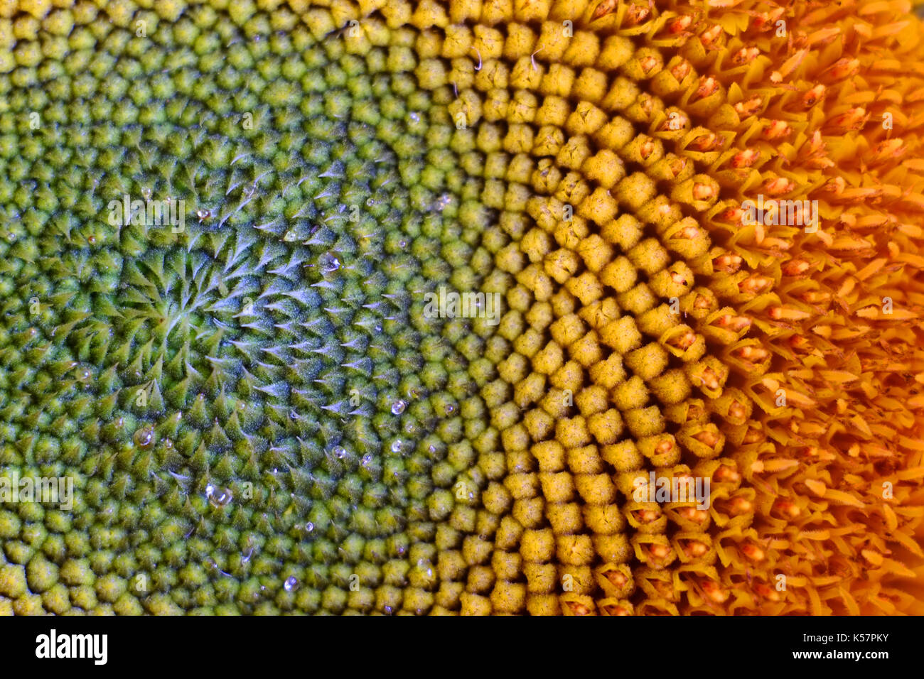 Close up di semi di girasole di testa Foto Stock