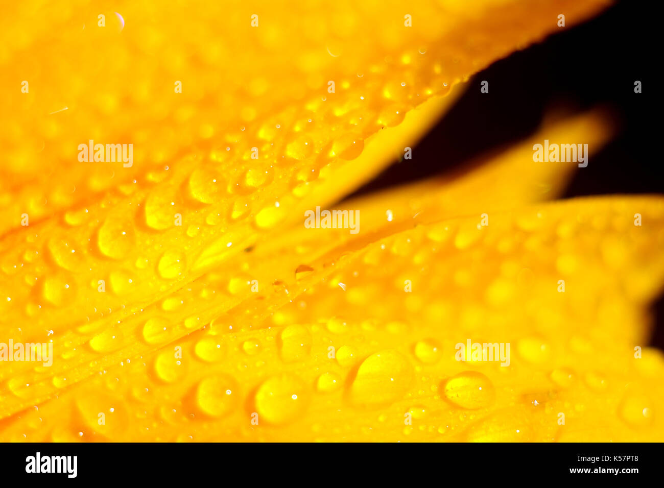 Close up di goccioline di acqua sulla petali di girasole Foto Stock