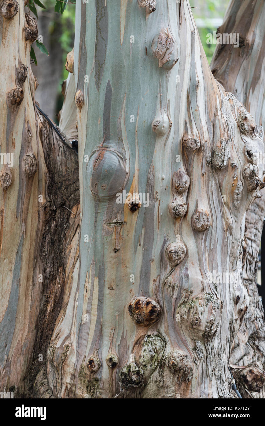 Eucalipto a Cline cantine, Carneros, California Foto Stock