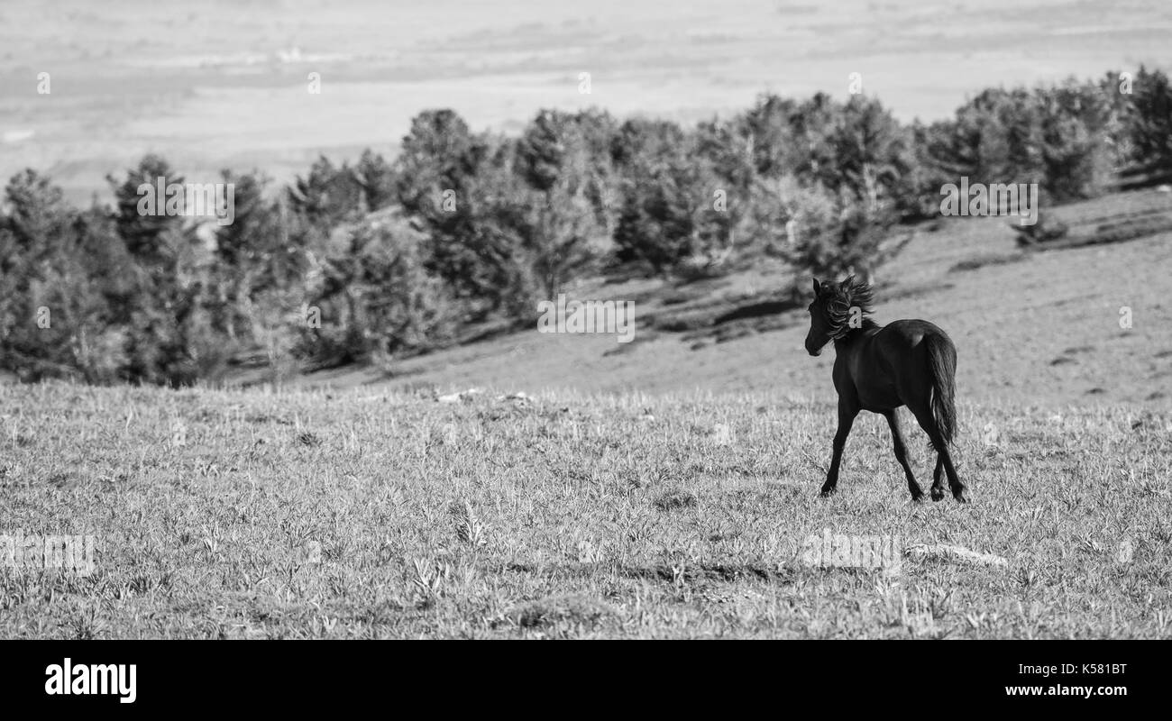 Cavalli selvaggi gamma la pryor montagne fuori lovell, Wyoming. Foto Stock
