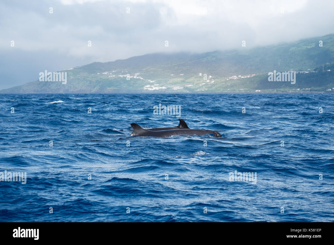 Le balene false killer (crassidens Pseudorca) nell'Atlantico con un'isola nebbiosa dell'arcipelago delle Azzorre. Foto Stock