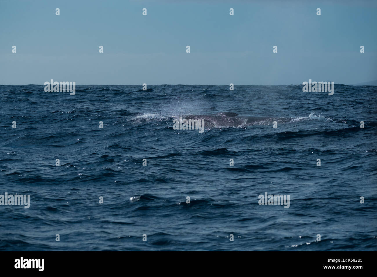 Una balena di pinna (Balaenoptera physalus) che si affaccia vicino alle Azzorre Foto Stock