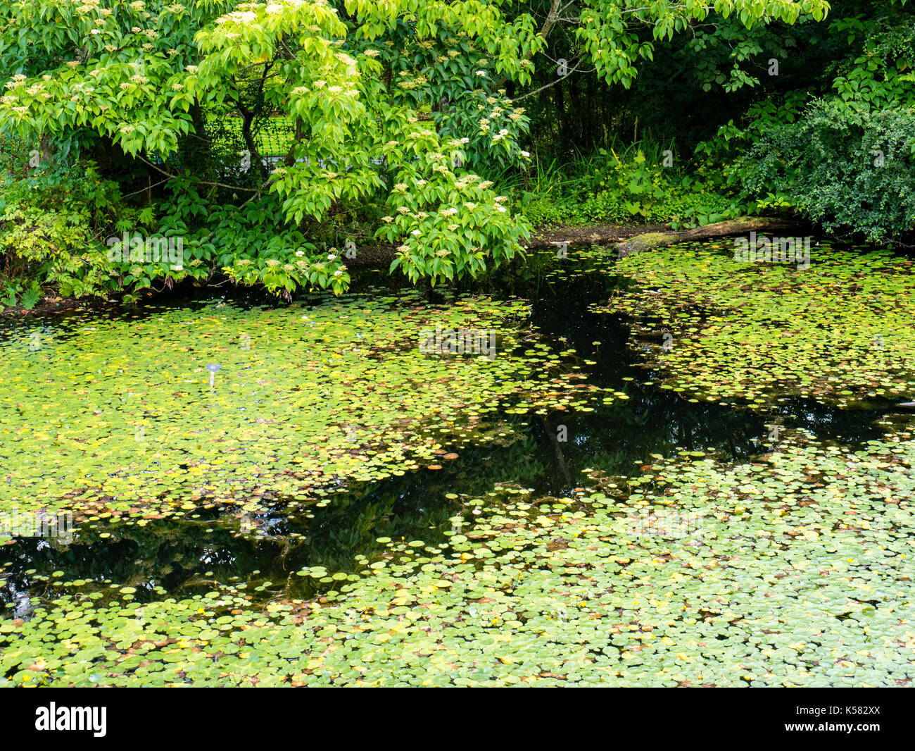 Water Lilly's, Chinese Hillside, Royal Botanic Garden Edinburgh, Edinburgh, Scotland, UK, GB. Foto Stock