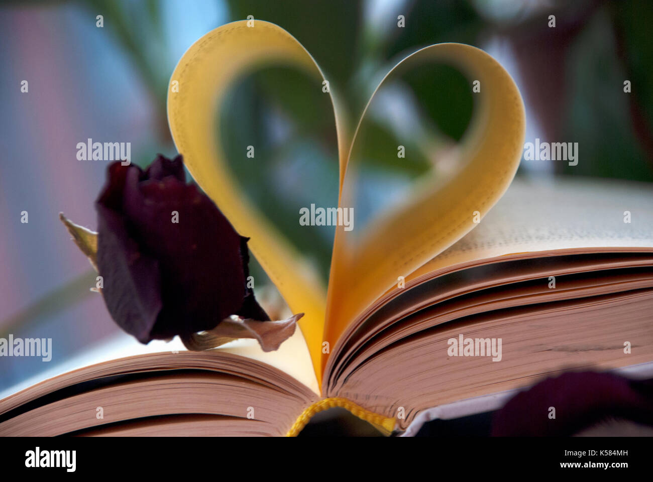 Amore e libri. Forma del cuore fatta dalle pagine del libro Foto Stock