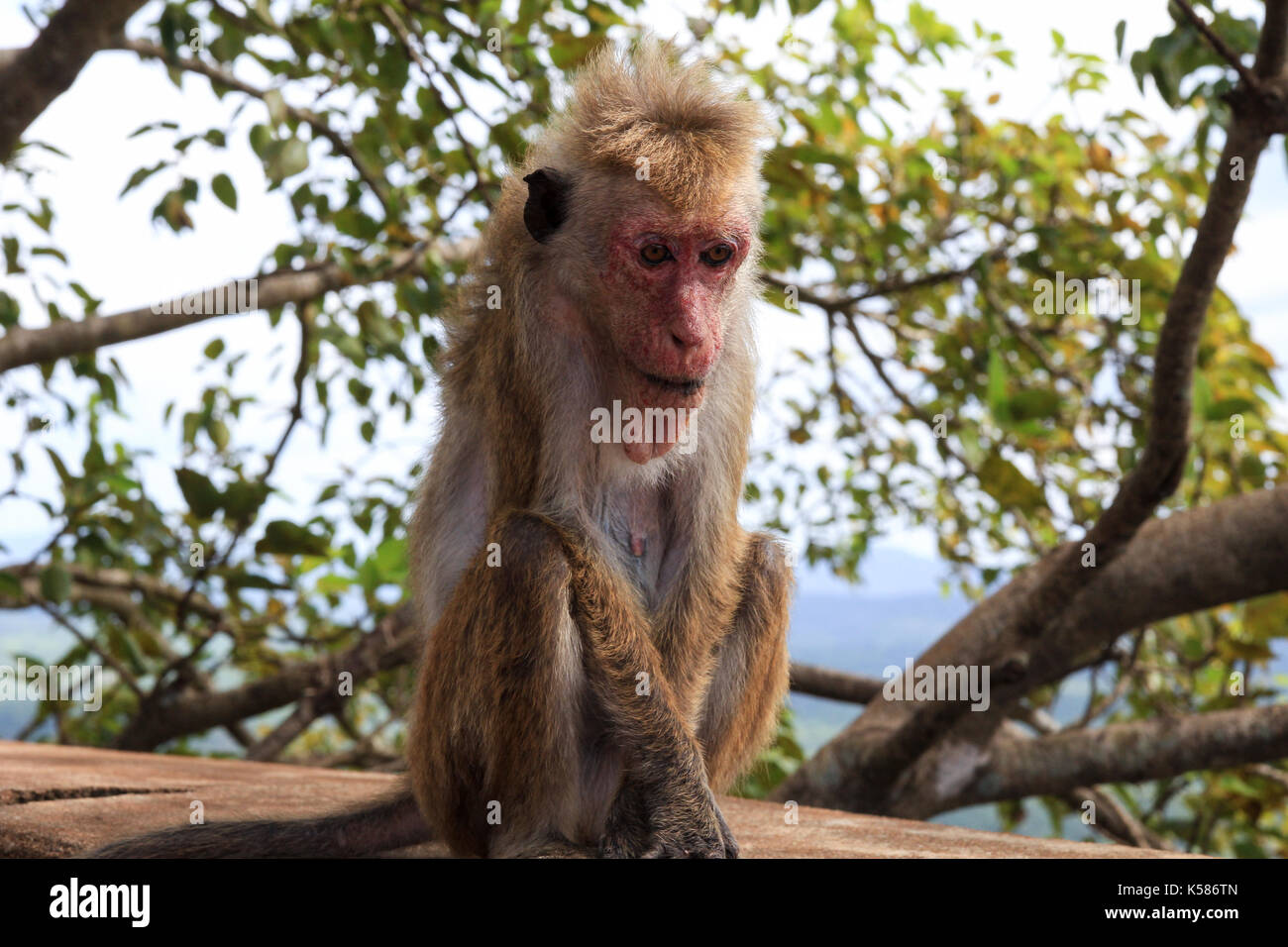 Una scimmia in Sigiriya rock fortezza seduto da solo, sri lanka Foto Stock