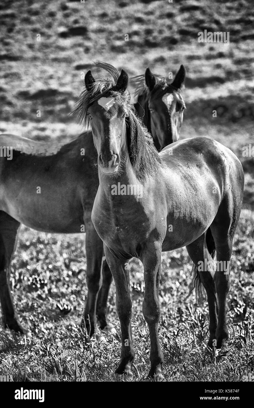 Cavalli selvaggi gamma la pryor montagne fuori lovell, Wyoming. Foto Stock