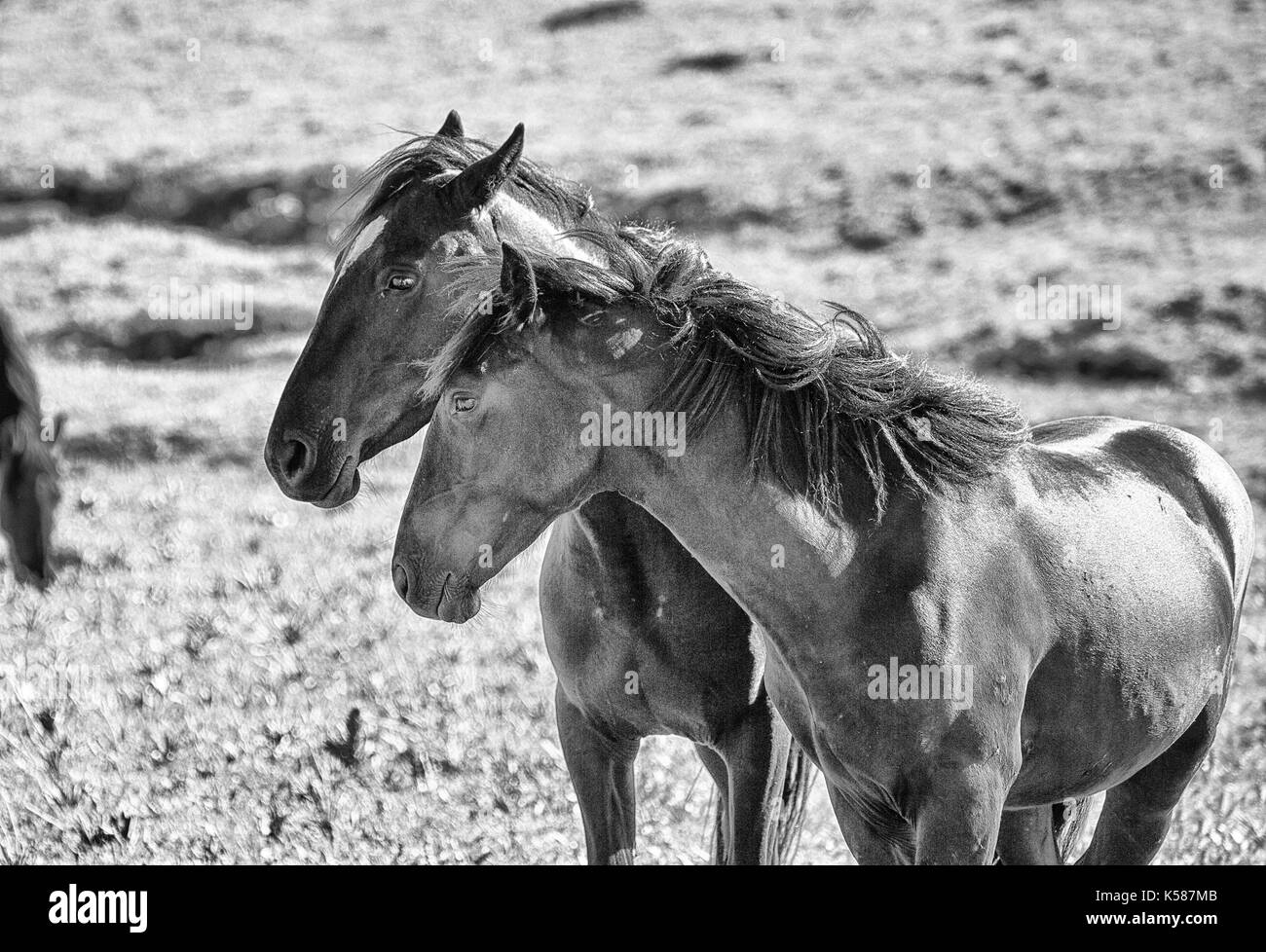 Cavalli selvaggi gamma la pryor montagne fuori lovell, Wyoming. Foto Stock