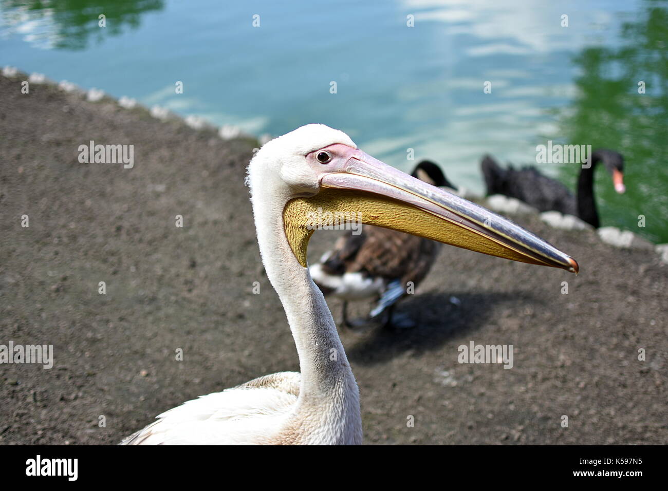 Pelican Foto Stock
