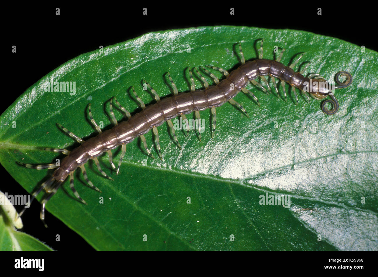 Centipede, sulla foglia, Belize, America centrale, di notte, alcune specie tropicali sono altamente venemous Foto Stock