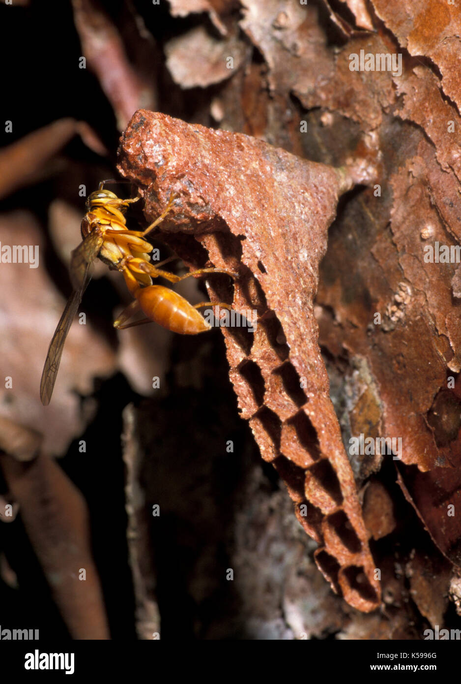 Carta wasp, Hymenoptera, edificio accanto, il Belize, mostrando cellule, le cellule di tenuta Foto Stock
