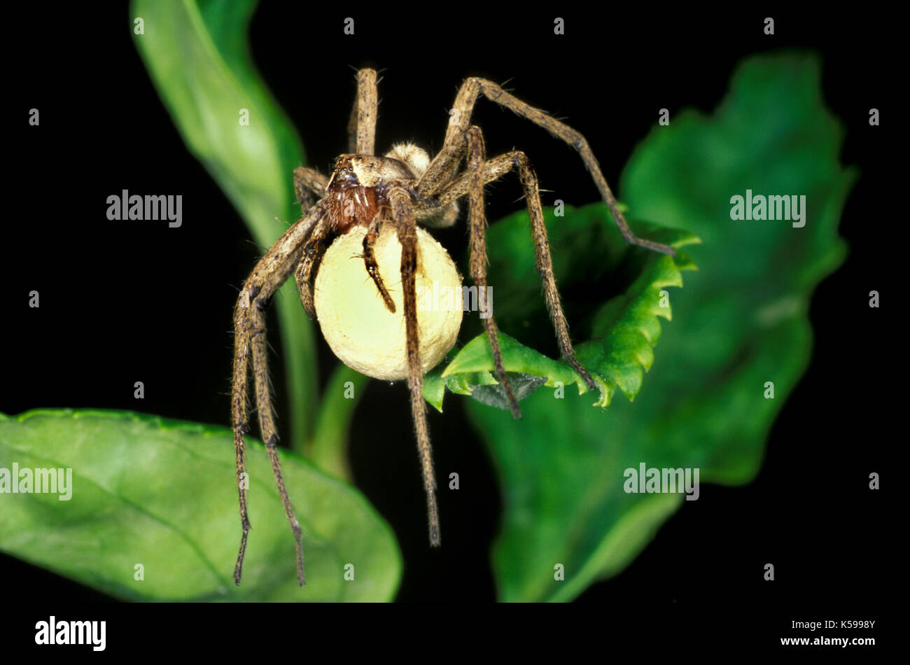 Wolf spider, famiglia lycosidae con uovo sac, Belize, giungla tropicale, femmina, cura Foto Stock