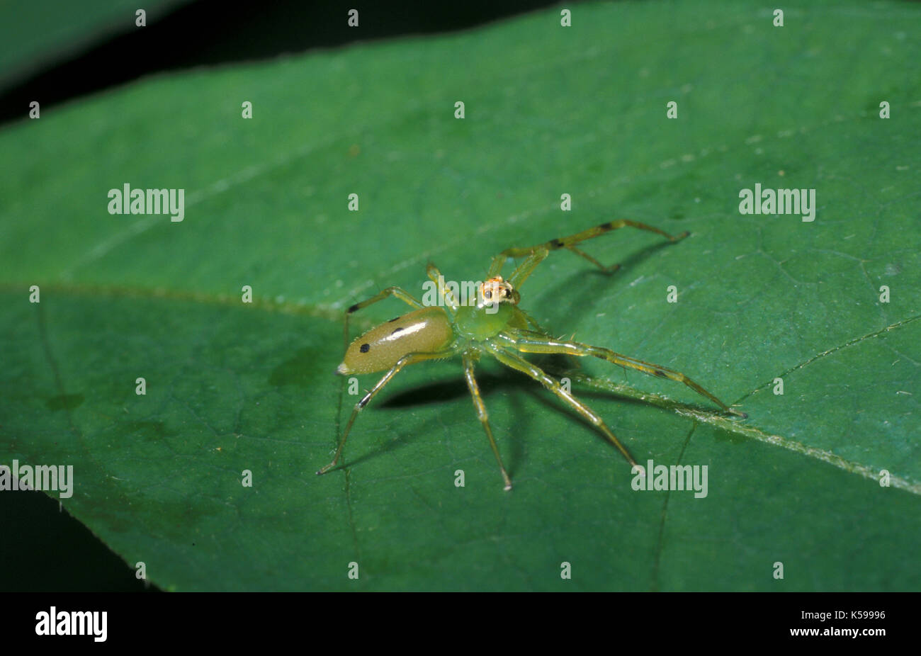 Jumping spider, famiglia: salticidae, Belize Foto Stock