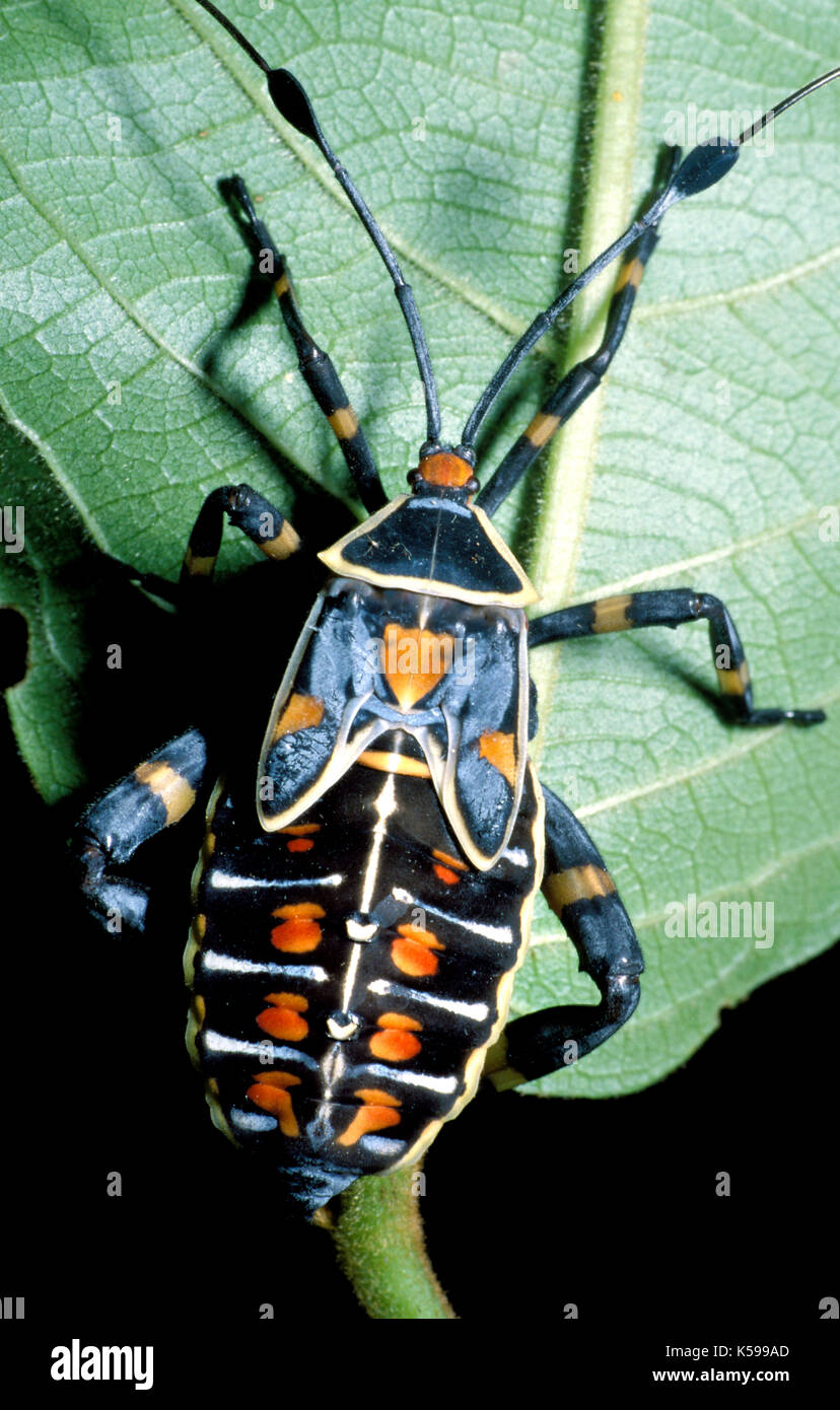Assassin bug, sulla foglia, Belize Foto Stock
