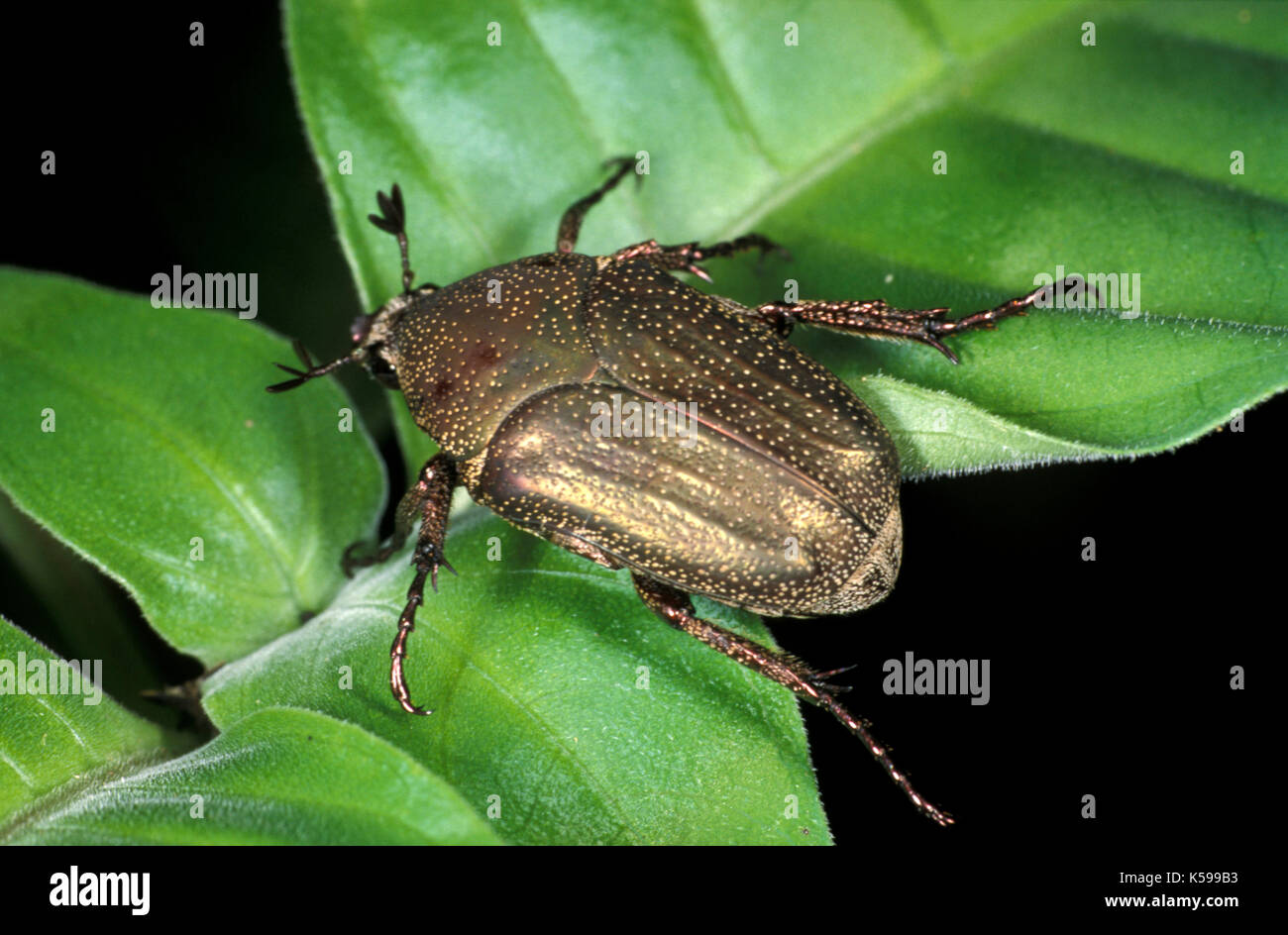 Scarabeo scarabeo, famiglia: scarabaeoidea, Belize, golden / modulo marrone Foto Stock