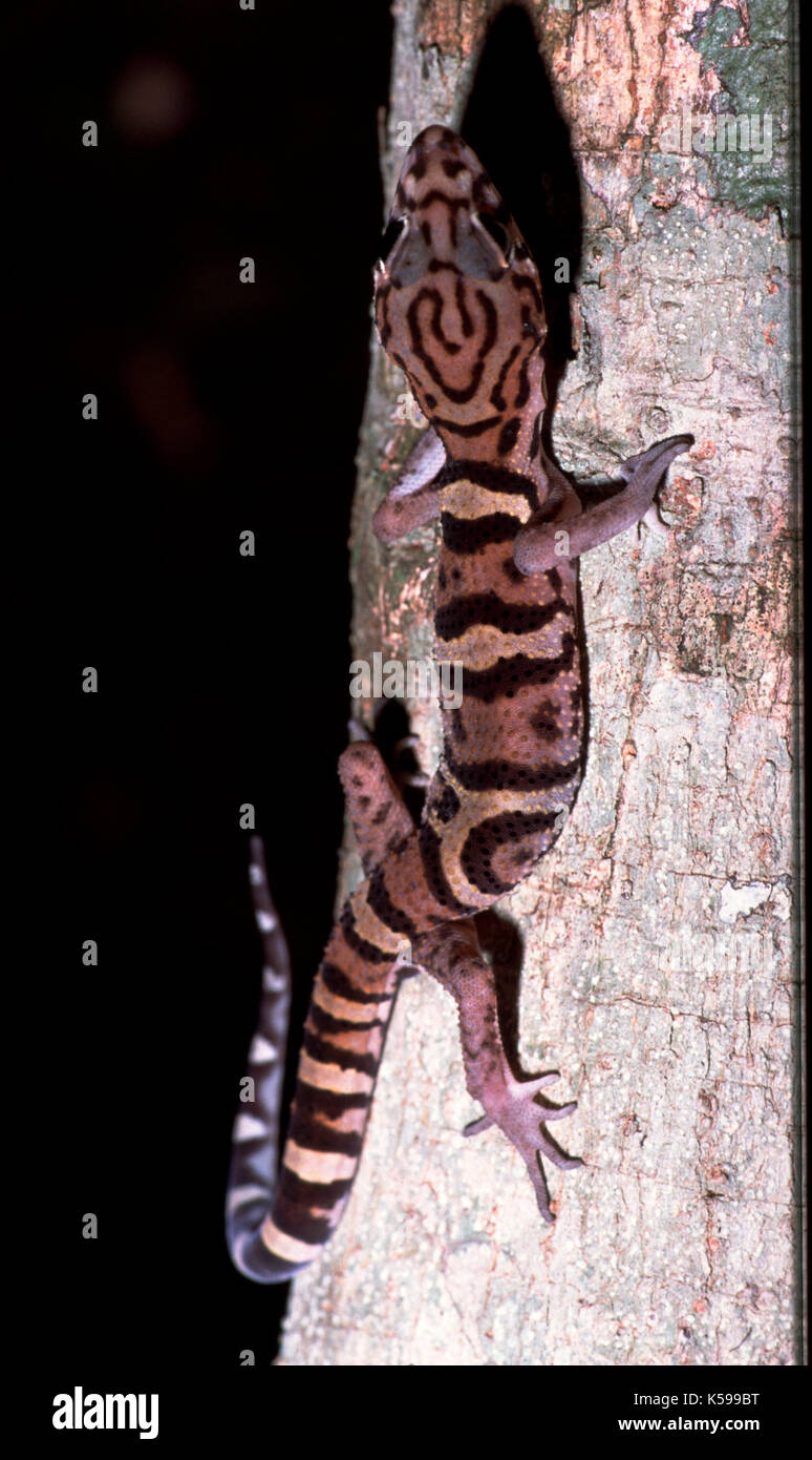 Yucatan nastrare gecko coleanyx elegans, Belize Foto Stock