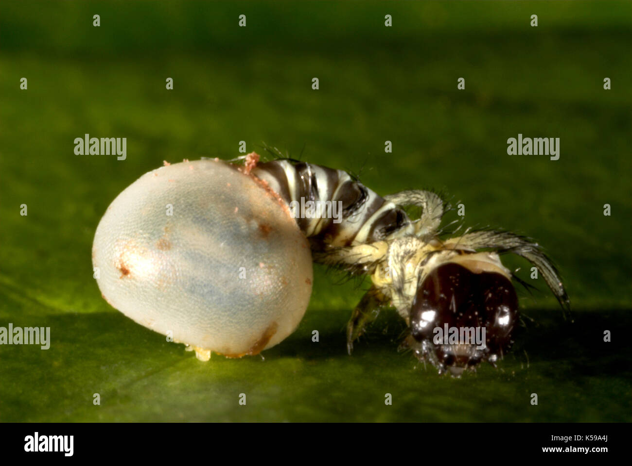 Brahmaea hearseyi moth, uova da cova di OVA, Caterpillar, BORNEO, sequenza Foto Stock