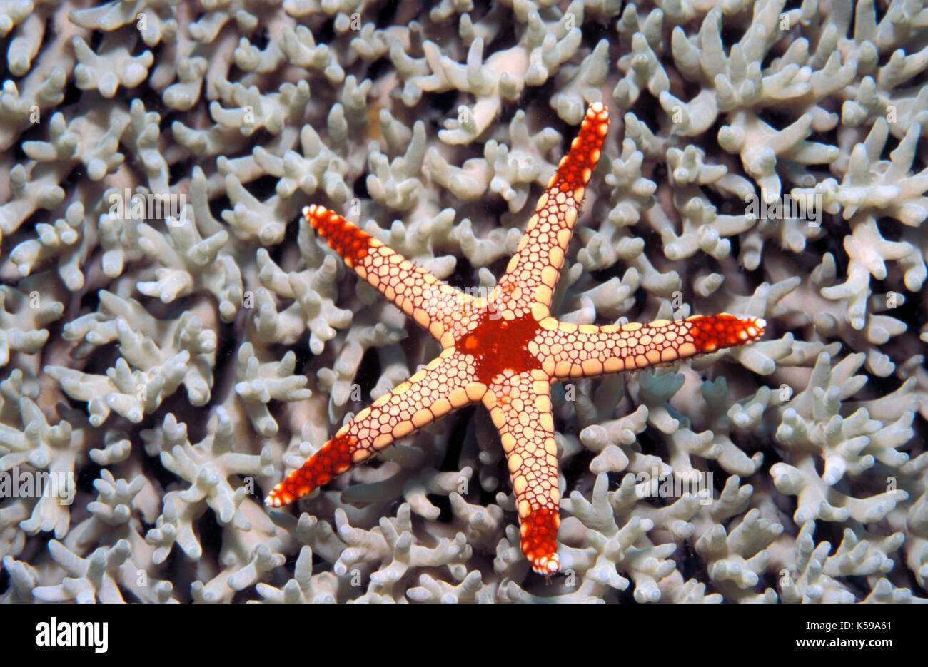 Marmo di colore arancione stella di mare (fromia monilis), in marmo di colore arancione starfish, Sabah borneo Foto Stock