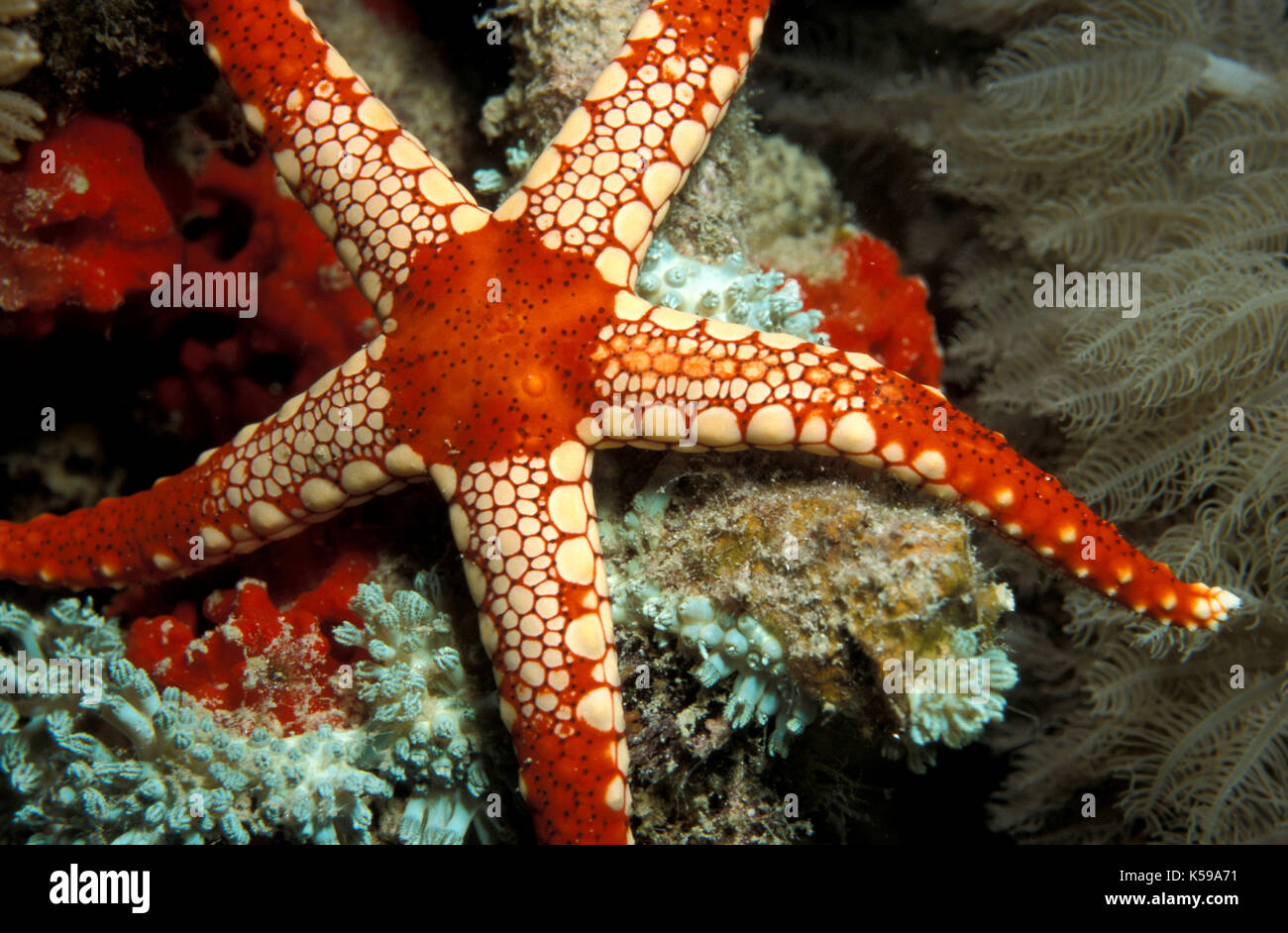 Marmo di colore arancione stella di mare (fromia monilis), in marmo di colore arancione starfish, Sabah borneo Foto Stock