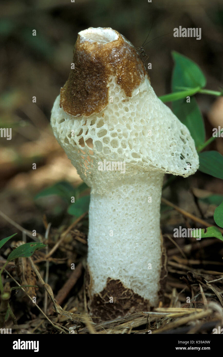 Bridal Veil stinkhorn, phallus indusiatus, Sabah borneo Foto Stock
