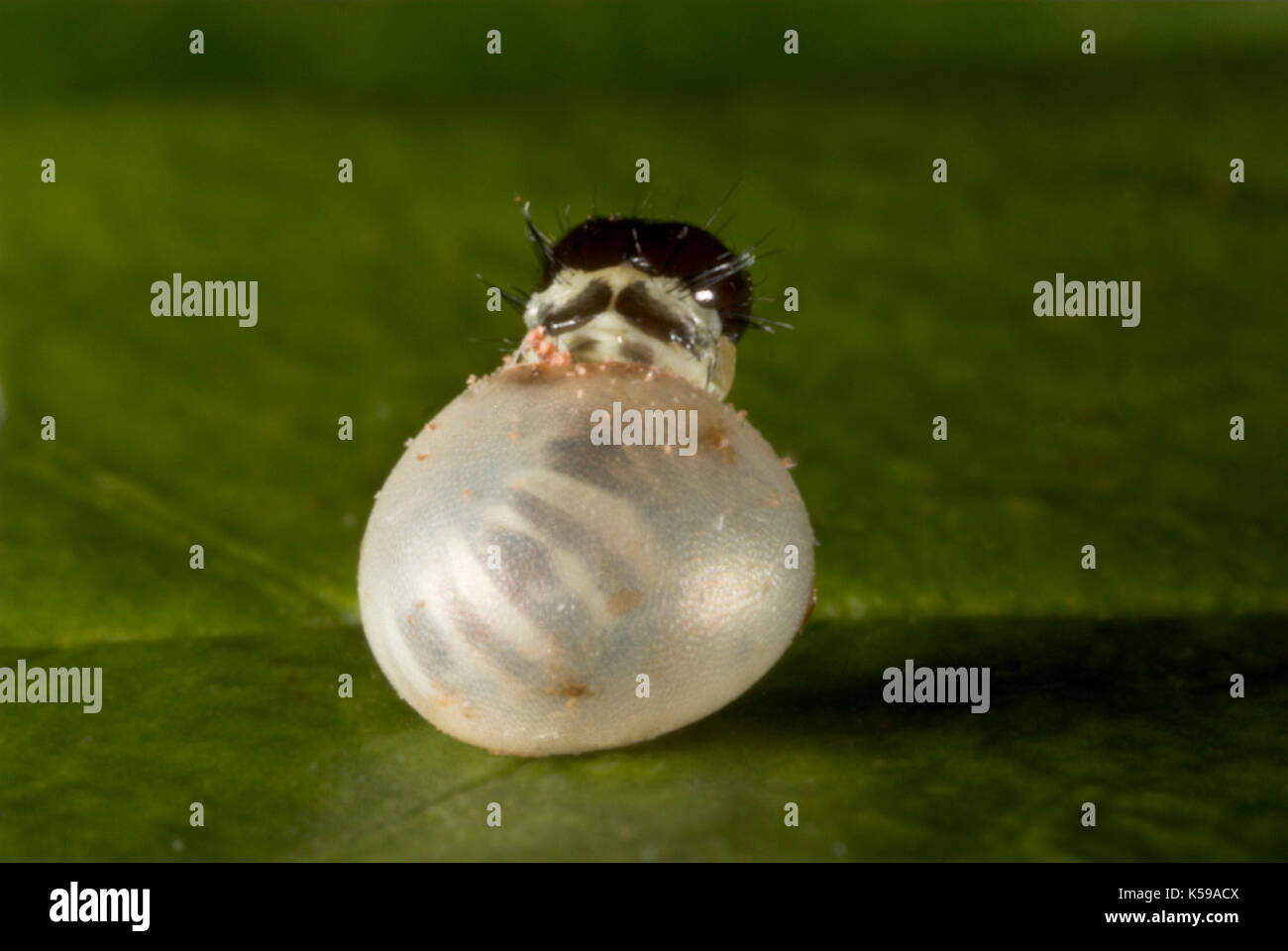 Brahmaea hearseyi moth, uova da cova di OVA, Caterpillar, BORNEO, sequenza Foto Stock
