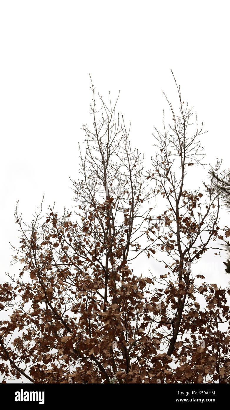 Albero con foglie di colore marrone su sfondo bianco. la natura in autunno. Foto Stock
