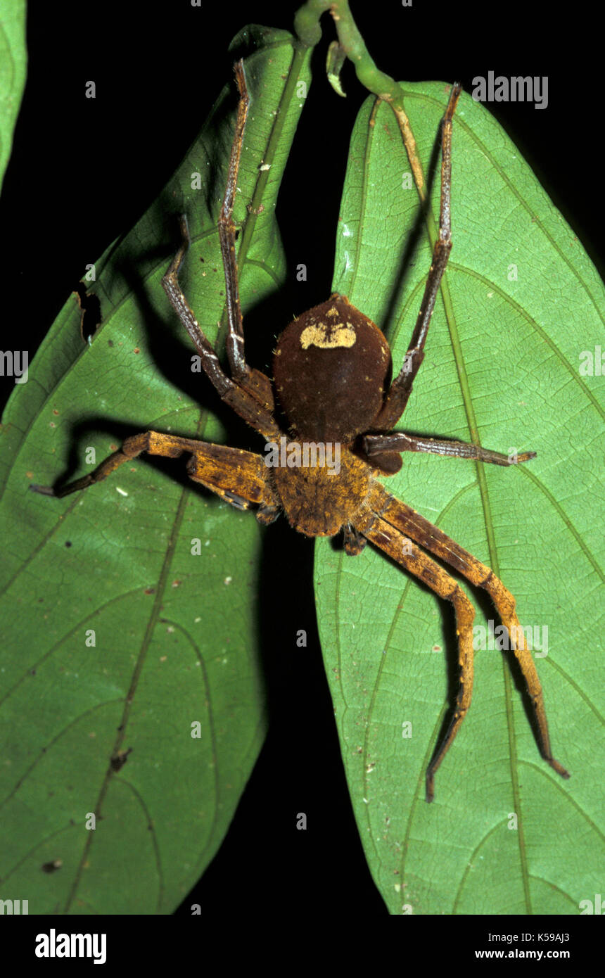 Spider, sp. sconosciuto, Sabah borneo, colore marrone hairy Foto Stock