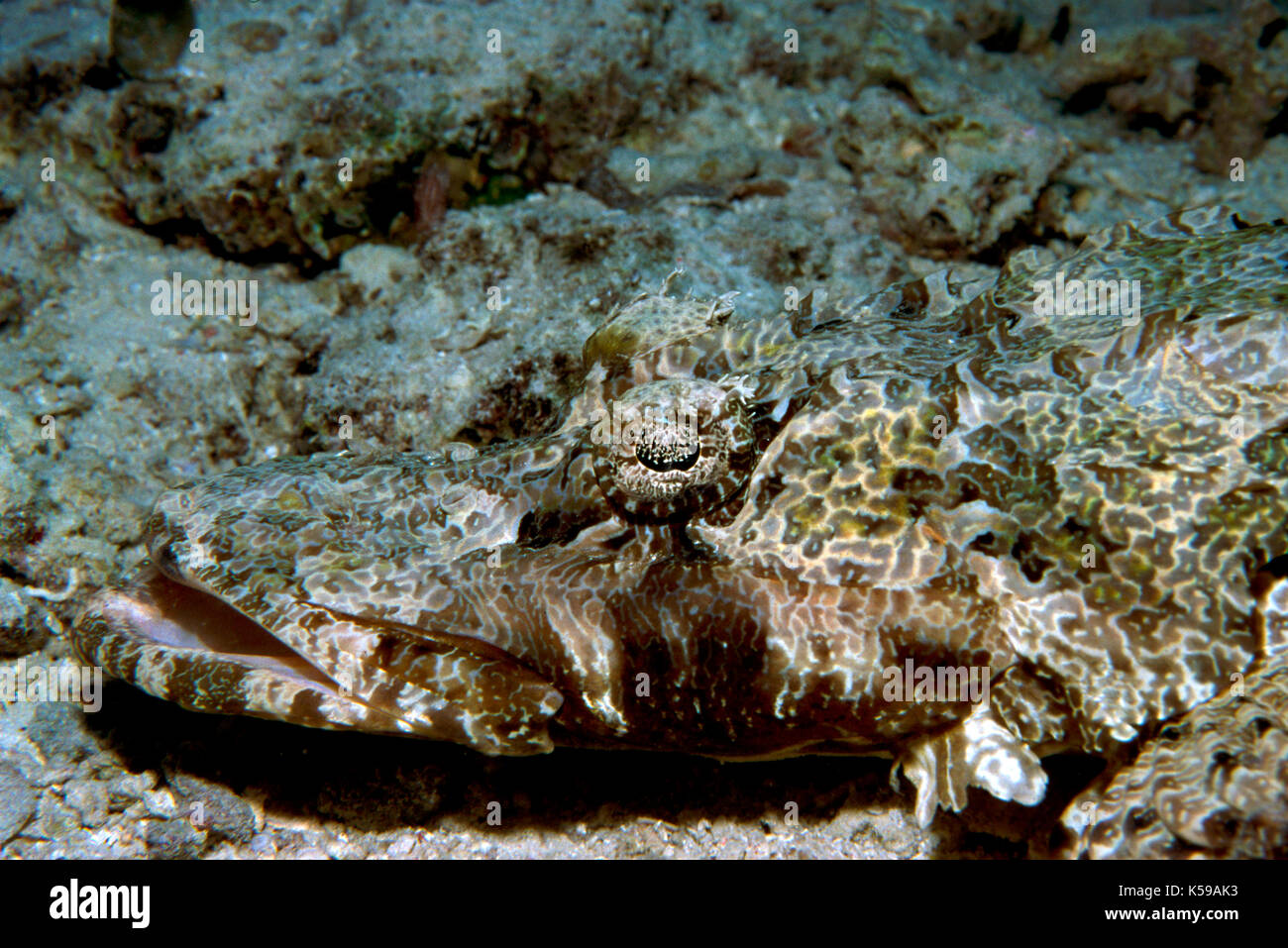 Beaufort's Pesce coccodrillo, gymbacephalus beuforti, kapalai, celebes mare, Sabah borneo, mimetizzata Foto Stock