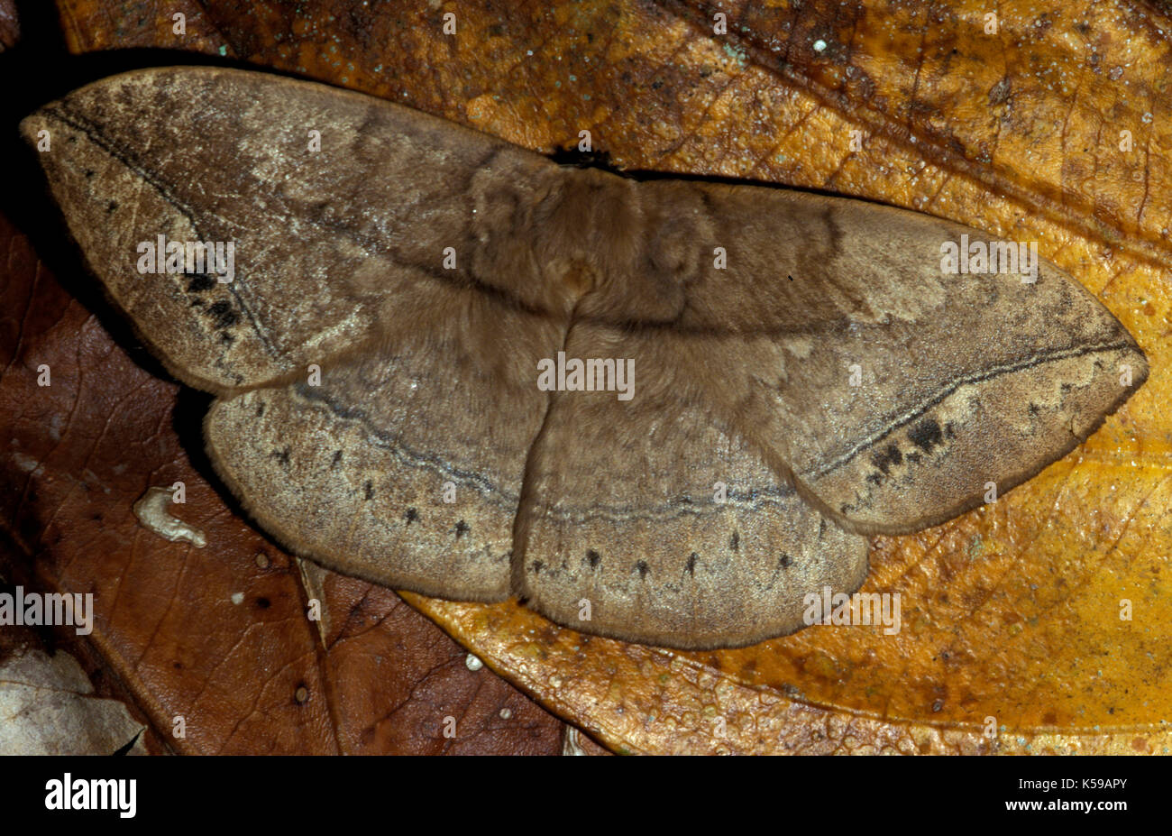 La tignola, sp. sconosciuto, Sabah borneo, camuffato come foglie secche Foto Stock