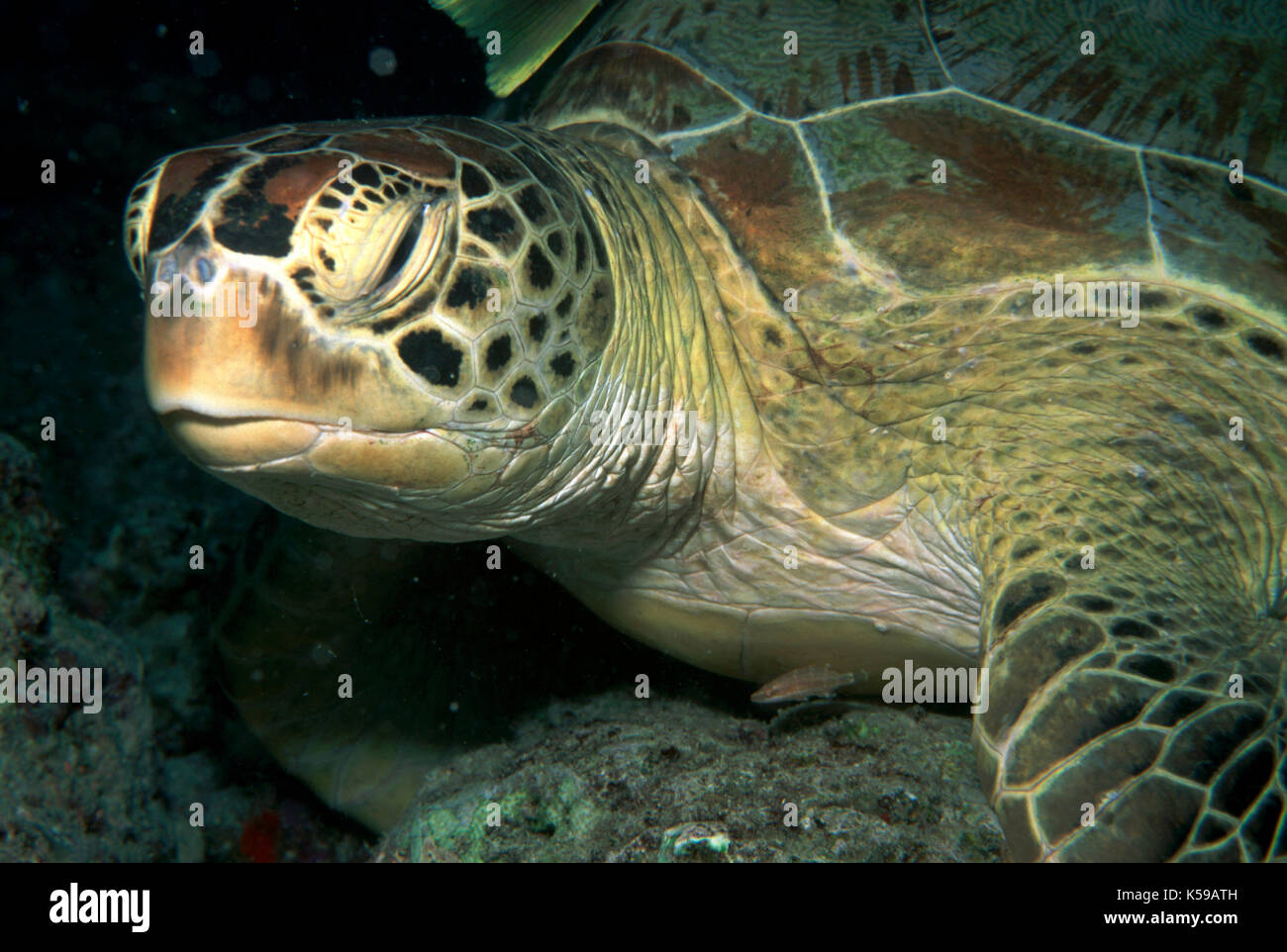 Tartaruga Verde, Chelonia Mydas, Sipadan Island, in appoggio sulla parete di corallo, celebes mare, Sabah borneo Foto Stock