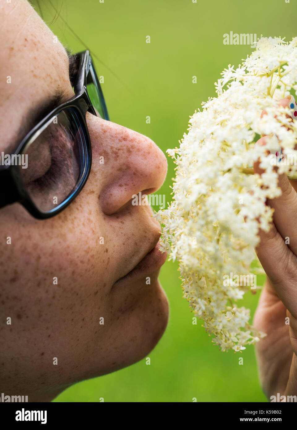 La ragazza è un odore sambucus racemosa pianta. Foto Stock