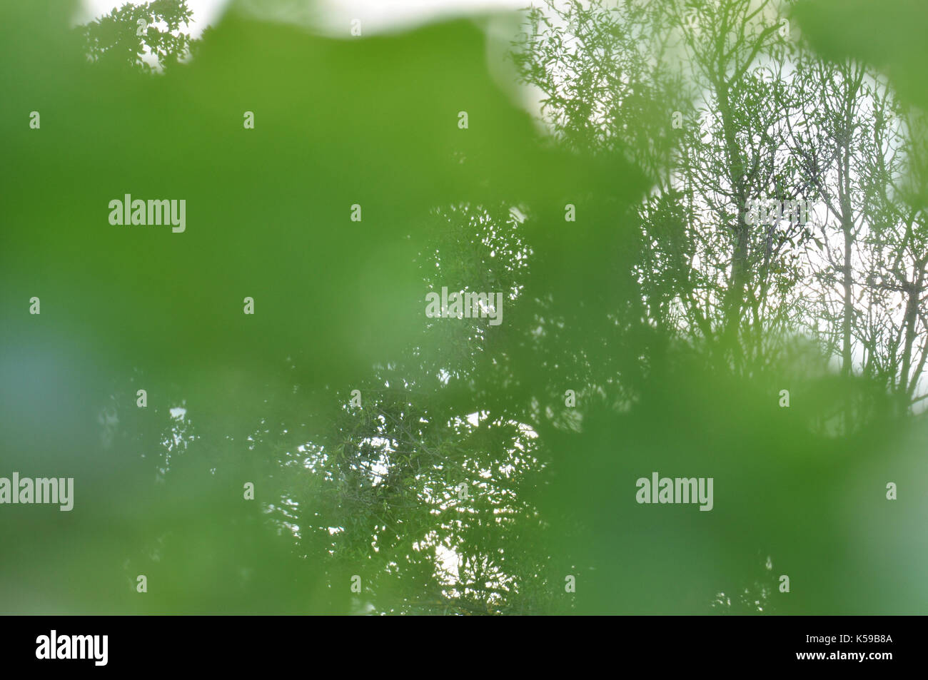 I rami degli alberi oscurate attraverso il verde erba e foglie di piante di abstract blur natura scena. Foto Stock