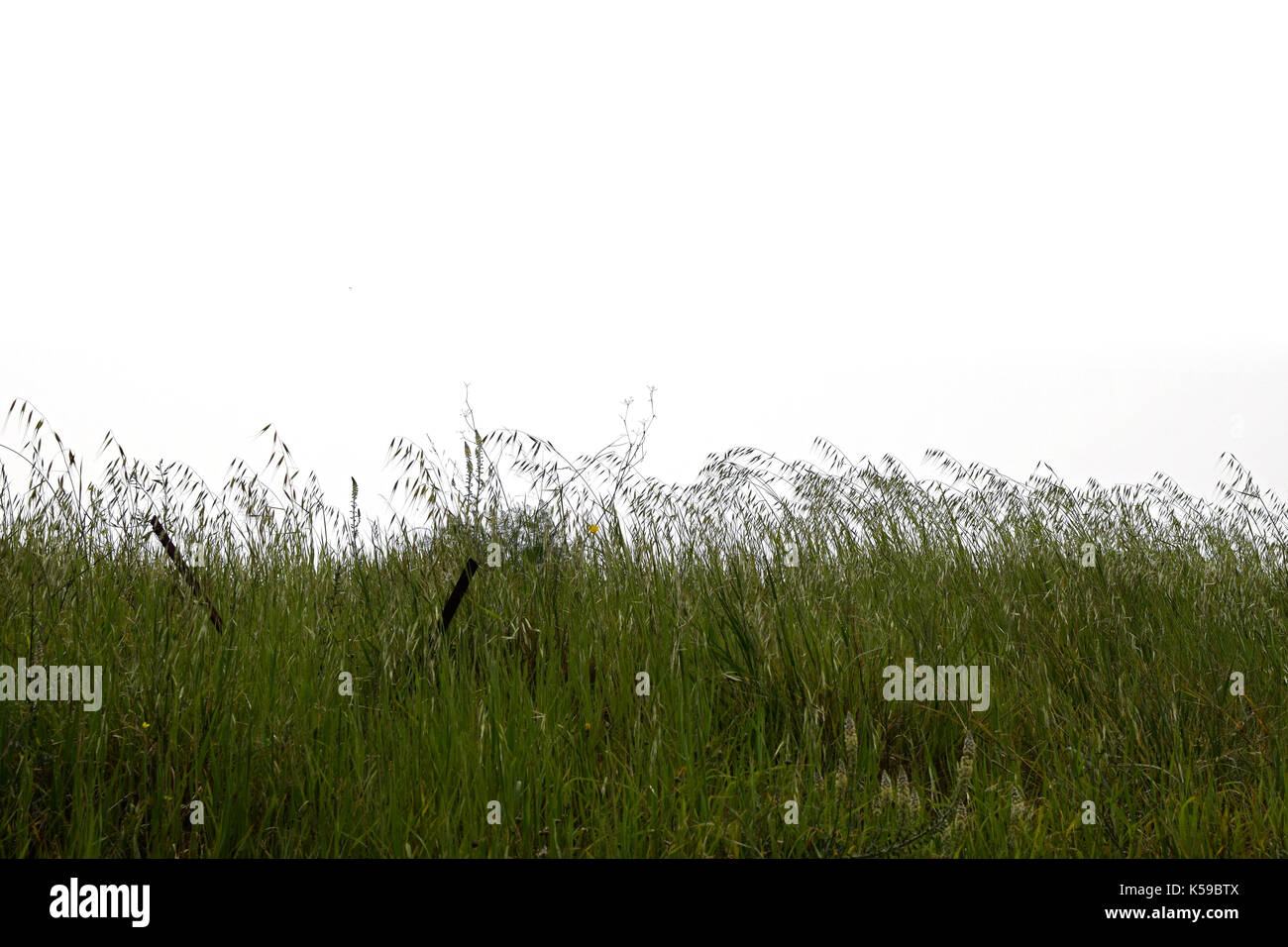Erba verde vegetazione piante natura su sfondo bianco. Foto Stock